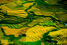 稻田上的梯田的木仓柴，Yenbai，越南。稻田准备收获在西北越南.