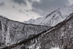 冬山风景用松树和桦树林.