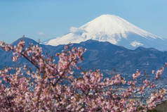 河津佐加良和山富士在春暖花开的季节