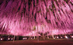美丽的景色, 伟大的紫色粉红色紫藤格子在晚上在足利花卉公园, 日本。自然旅游, 自然美理念.