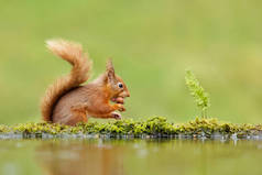 英国一只红松鼠 (Sciurus) 近水下雨天吃坚果