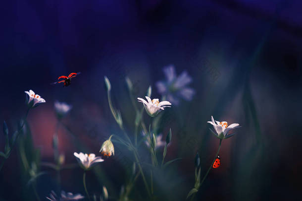 宏伟的自然背景与小红色瓢虫在春天的丁香晚上在娇嫩的花朵上<strong>飞来</strong>飞去和爬行