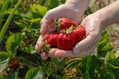 在大自然的背景下，手里拿着许多新鲜草莓的女人。 从花园收获新鲜草莓.