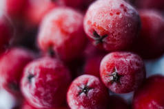 红色罗文浆果与霜冻宏观。 明亮的罗文浆果粗糙，两边都有一层美丽的霜冻.