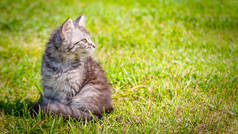 小猫在绿色的草地上. 有条纹的小猫咪躺在绿草上。 害怕的动物。 绿草中的虱子和跳蚤。 对动物的危害.