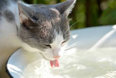 炎热的日子里，可爱的猫在夏日的花园里喝水
