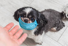 狗戴着医疗面具在脸上。验尸官的概念。保护动物免受感染
