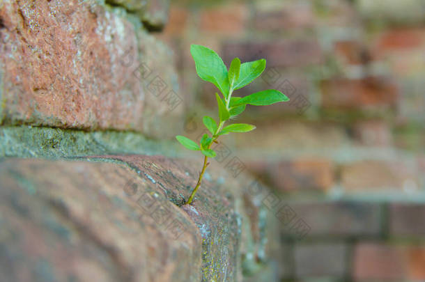 一棵幼芽冲破了砖墙.一种有希望的人生观，一种斗争，一种力量，一种力量.