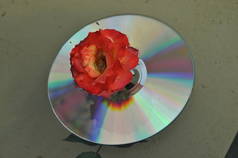 光和色对CD的影响，花朵漂浮在池塘里