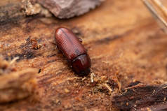 没有树皮的树干上有欧洲云杉树皮甲虫（Ips typographus）