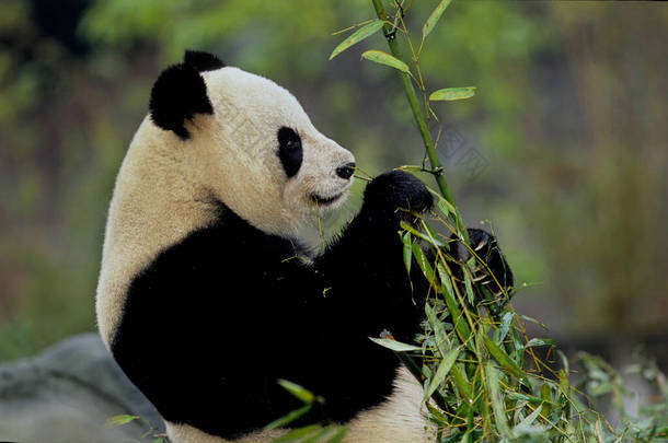 <strong>大熊猫</strong>（Ailuropoda melanoleuca；中文：pinyin：dxingmo），又名<strong>大熊猫</strong>，是原产于中国中南部<strong>的</strong>一种熊.