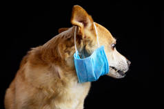 狗戴上医疗口罩以保护自己免受感染或空气污染