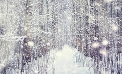 冬季森林景观。积雪覆盖下的高大的树。一月里公园里寒冷的一天.