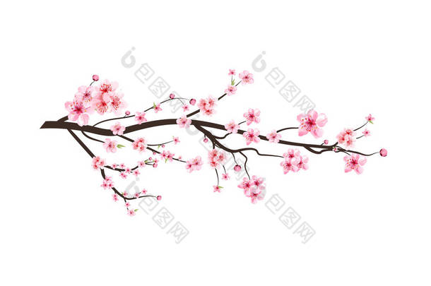 樱花分枝，水彩艳丽，樱花盛开。现实的水彩画藏红花盛开.日本樱花病媒。带有粉红樱花载体的樱花枝.