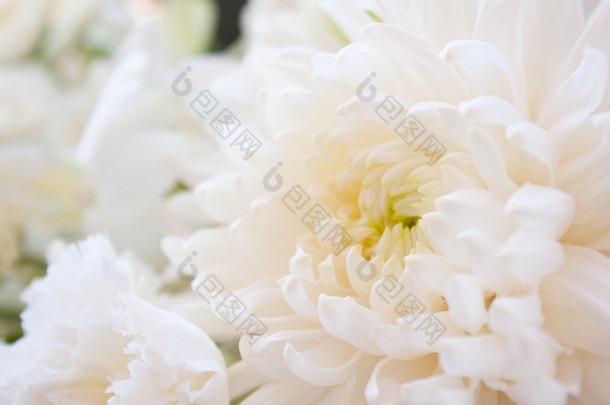 间白色、 纯白色的花，新鲜的清洁的外观和帮助.