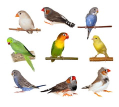 集宠物、 相思鸟、 黄色金丝雀、 雀、 鹦鹉