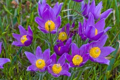 美丽的紫色花朵