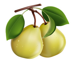 梨与绿色的树叶和水珠