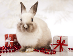 兔子、 兔子圣诞
