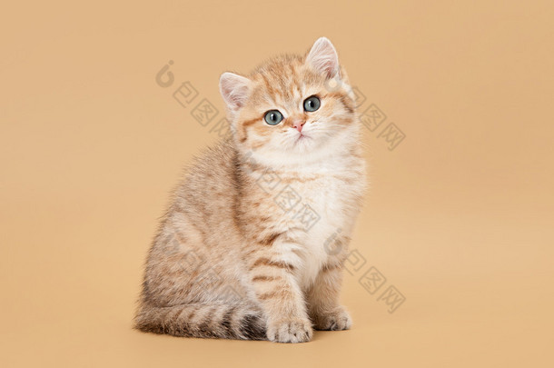 小金黄英国小猫上浅棕色背景