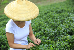 年轻的亚裔女子摘茶树叶