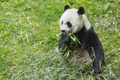 虽然吃竹子的大熊猫