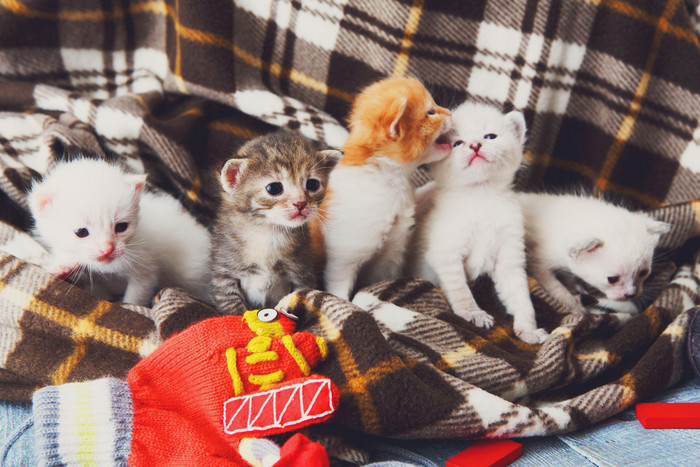 白色和橙色刚出生的小猫在格子毛毯