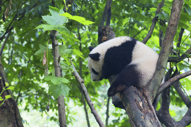 四川省成都市大熊猫繁育研究基地在中国