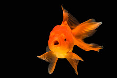 橙色的黄金鱼隔离背景