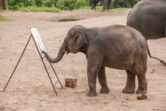 清迈，泰国大象训练营大象表演