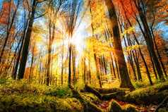 秋天的景色，在七彩阳光森林
