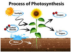 向日葵和光合作用过程图解