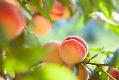 桃果实生长在一个桃子 