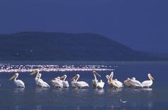 东部白色鹈鹕 (Pelecanus onocrotaluis)-Nakuru 湖-肯尼亚