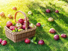 苹果收获。在绿草上的篮子里成熟的红苹果.