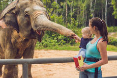 妈妈和儿子在动物园喂大象。.