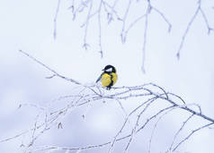 美丽的小鸟山雀在冬季公园坐在树枝覆盖着蓬松的白色与霜冻和雪花