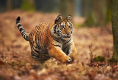 黑龙江老虎在森林里奔跑。行动野生动物现场与危险的动物。西伯利亚虎, 虎底格里斯河东北虎