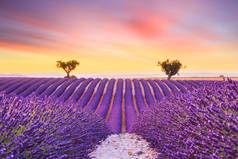 美丽的日落薰衣草场夏日风景附近 Valensole.Provence,France