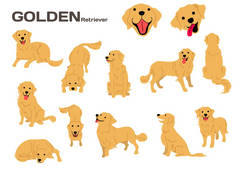 金黄猎犬例证, 狗构成, 狗品种