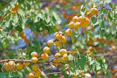 新鲜的、 有机的、 成熟的杏子，在树枝上