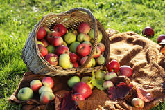 秋天仍然生活与苹果、篮子和枫叶