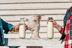 农民的部分视图显示玻璃瓶牛奶而山羊站在农场附近的木栅栏 