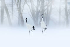 Red-crowned crane, Grus japonensis, walking in the snow, Hokkaido, Japan. Beautiful bird in the natu