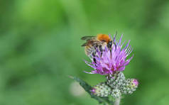 橙色和黄色蜂的宏观特写, 收集紫色花朵的花粉, 背景为绿色模糊