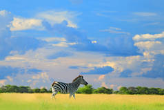 斑马与蓝色风暴天空与云。burchell 的斑马, equus quagga burchellii, 赞比亚, 非洲。绿色草地上的野生动物。非洲野生动物之旅的自然风光.