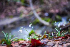 春天森林地面的特写镜头看法与第一新鲜植物.