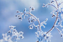 美丽的冬季背景与冻结的花朵和植物。植物上的自然模式