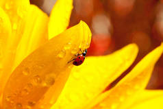 在黄色的花可爱的红色瓢虫
