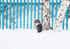 可爱的条纹猫坐在桦树上的雪冬花园, 直视向下